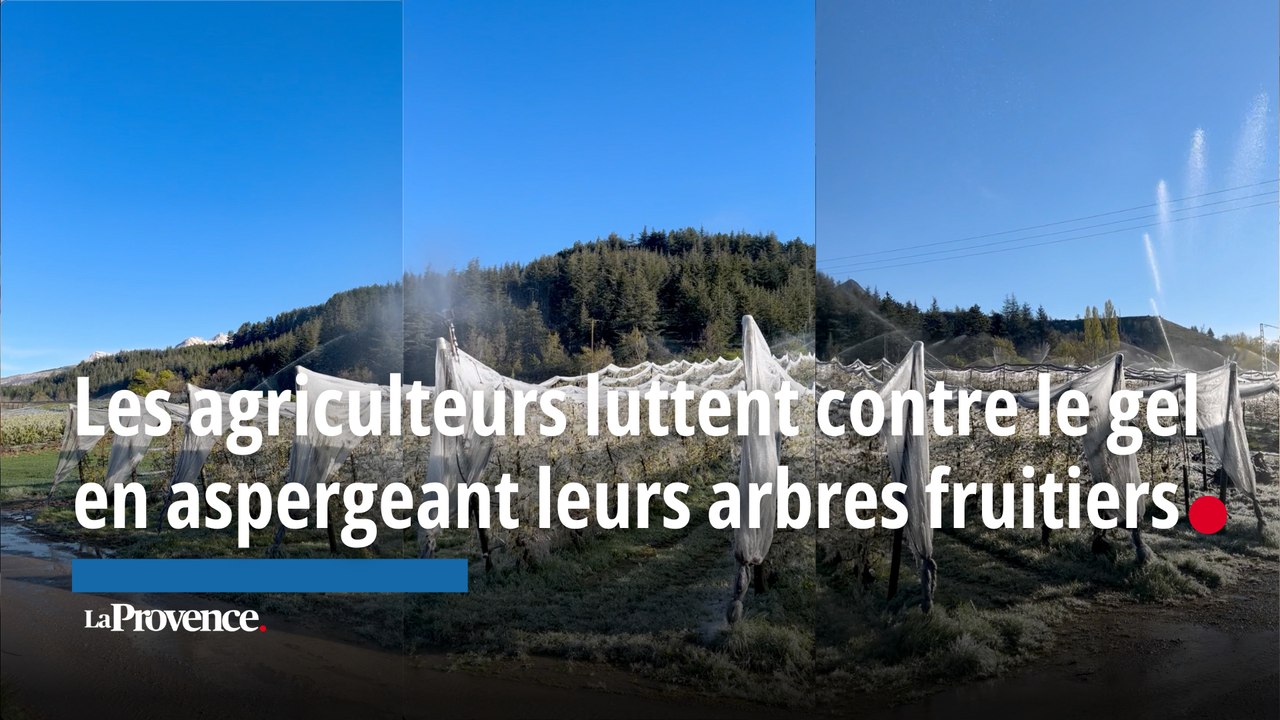 Dans les Hautes-Alpes, les agriculteurs luttent contre le gel en aspergeant leurs arbres fruitiers