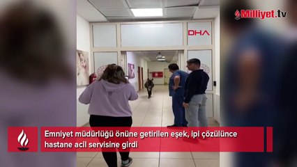 Yer: Yalova! Eşek, hastanenin acil servisine girdi
