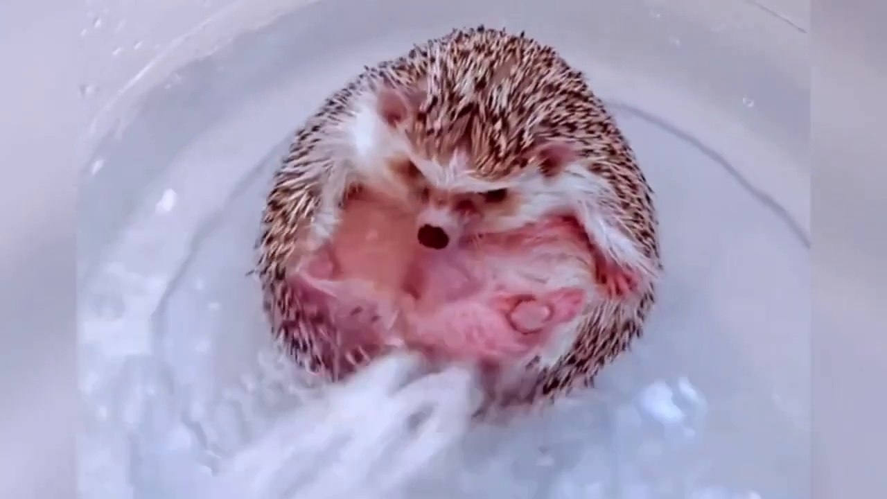 Hilarious Animal Moments   Try Not to Laugh