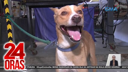 Paws o talampakan ng aso, nalapnos sa init; PAWS: mas may tsansang ma-heat stroke ang hayop | 24 Oras