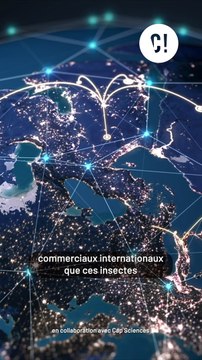 Ils arrivent… On vous explique comment se protéger efficacement contre les moustiques tigres !