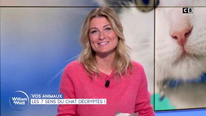 Vos animaux : les 7 sens du chat décryptés !