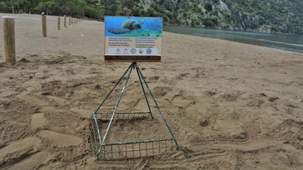 İztuzu'nda caretta caretta sezonu başladı