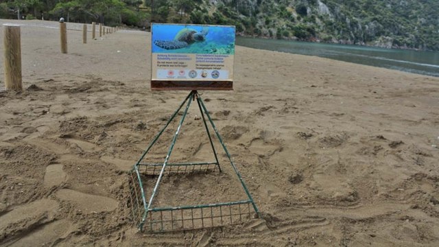 İztuzu'nda caretta caretta sezonu başladı