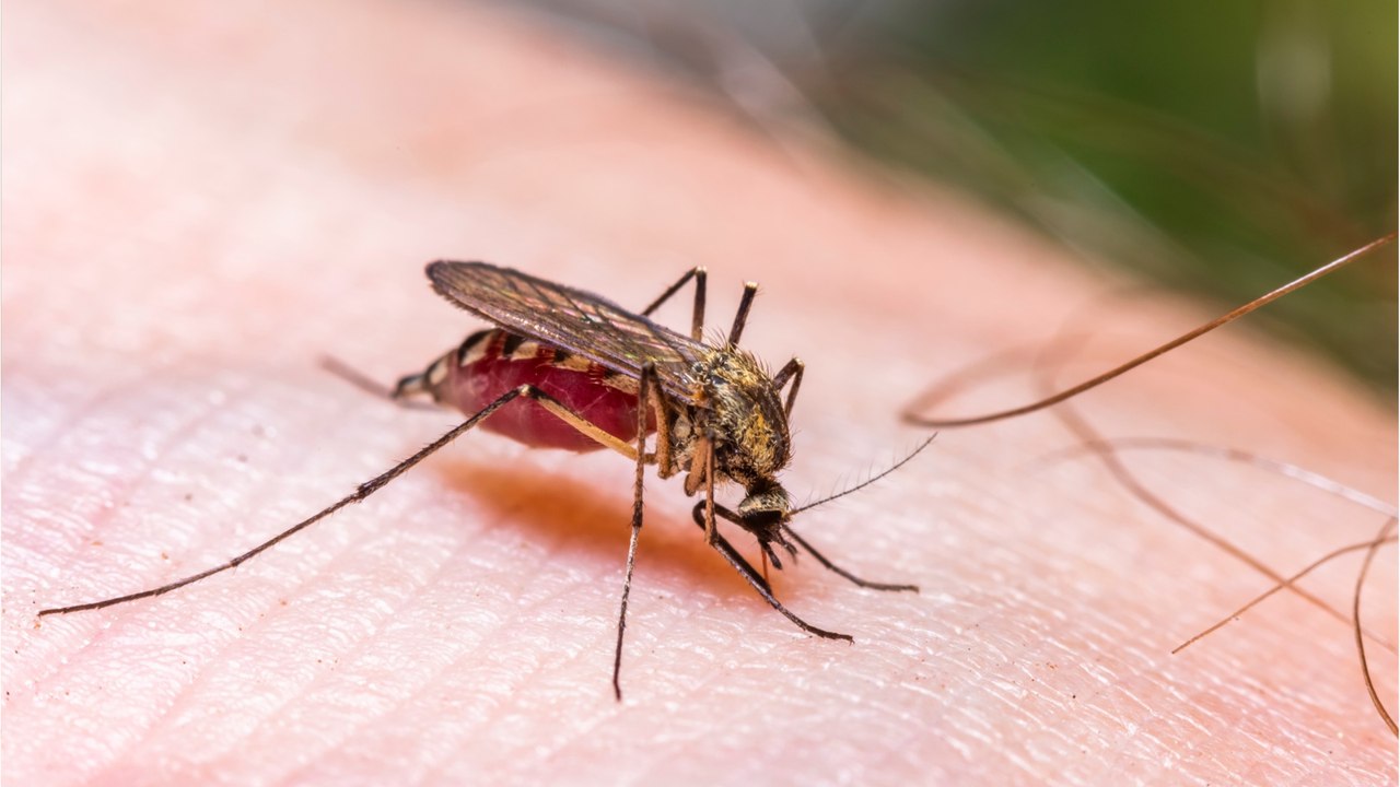 Kaltes Wetter schadet Stechmücken nicht