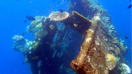 Wrack der "Gribshunden" vor schwedischer Küste: Das wurde in dem mittelalterlichen Schiff gefunden