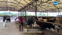 90 vaches sur 18 hectares