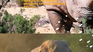 Rhino vs Elephant The Clash of Giants