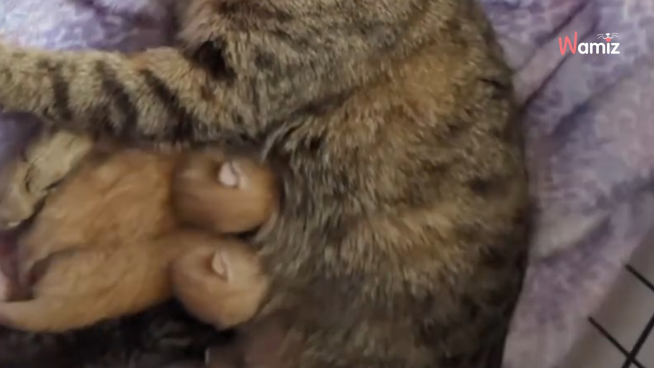 Abandonnée près d'un magasin, cette chatte gestante avait désespérément besoin d'aide