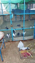 Cuddly Rabbits #trending #viral #foryou #reels #beautiful #love #funny #delicious #fun #love #yummy #tiktok #facebook #reel #status #whatsapp #trend