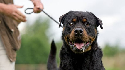 Скачать видео: Mito O Verdad: ¿Existen Las Razas De Perro Peligrosas?