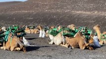 Alla scoperta di Lanzarote: mare, natura e paesaggio lunare