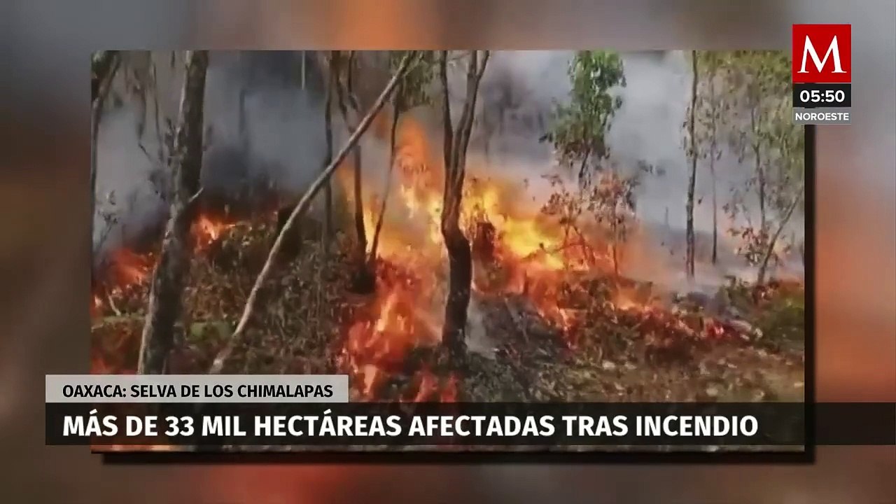 Incendios forestales afectan 33 mil hectáreas en la selva de los ...