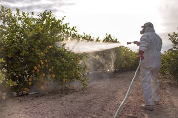 El 20% De Las Frutas Y Verduras Contienen Altos Niveles De Pesticidas