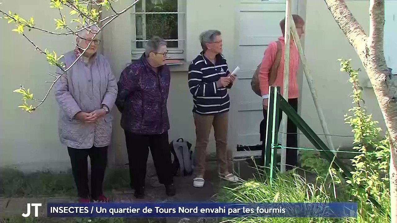 INSECTES / Un quartier de Tours Nord envahi par les fourmis