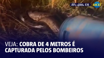 Download Video: Veja: Bombeiros resgatam cobra de 4 metros em MG