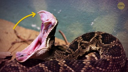 Si vous détectez ce parfum étrange : Agissez vite et partez immédiatement !