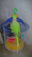 Babli Ka Mitthu In Happy Mood #bablikamitthu