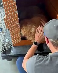 Cão é levado para estado errado e morre após falha em transporte da Gol