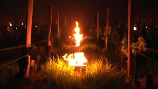 A Saint-Emilion en Gironde, des bougies pour protéger les vignes du gel