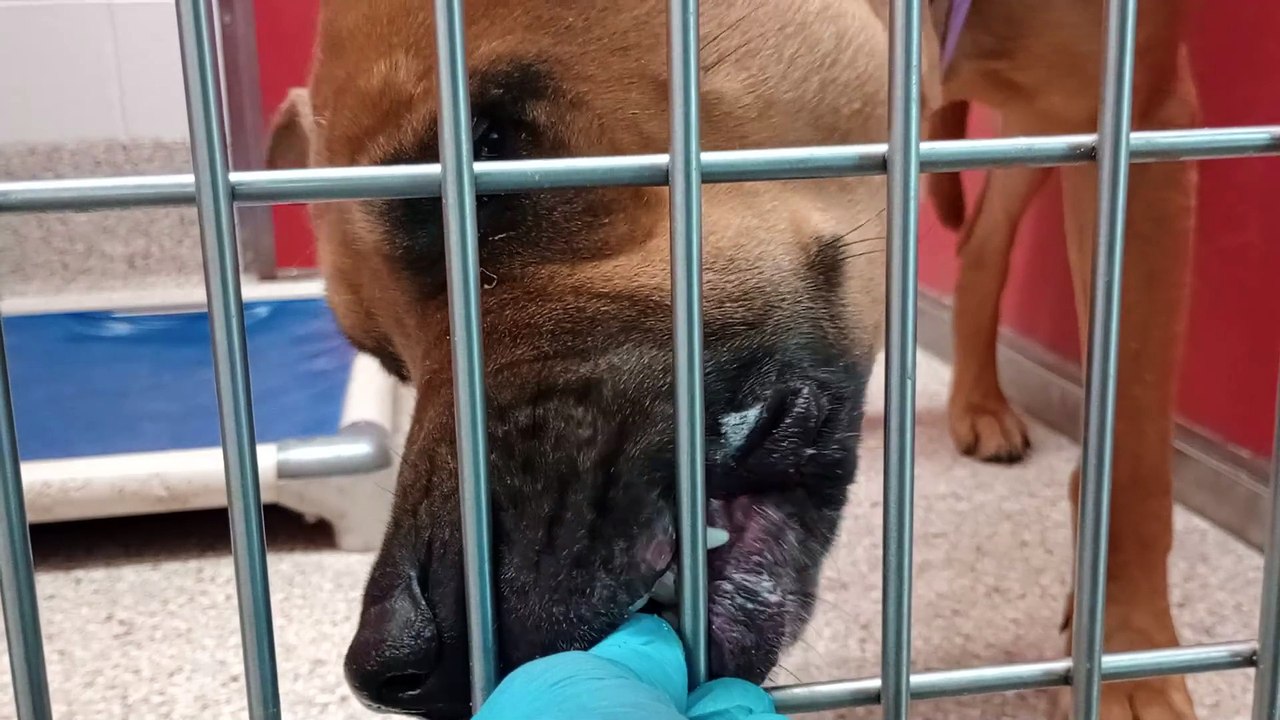 Bandit 4y A835536 separate & fed Hercules 4y A835532 kennel 69 pod 3 PACC shelter Bandit 4y A835536 separate&fed Hercules 4y A835532 kennel 69 pod 3 PACC shelter needs reassurance, feeling better _20240421_140651426