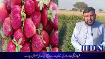 گلیانہ  کوٹلی بجاڑ سٹابری کےکھیت سے ایچ ڈی نیوز کی خصوصی رپورٹ #strawberry