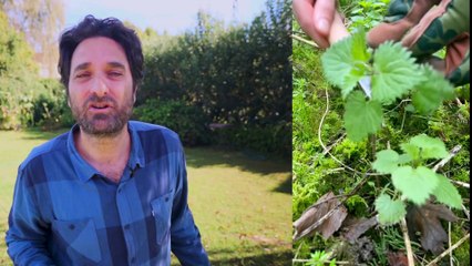 Las 6 MALEZAS MÁS NUTRITIVAS que crecen AHORA en tu Jardín y en tus Macetas. NO LAS CORTES