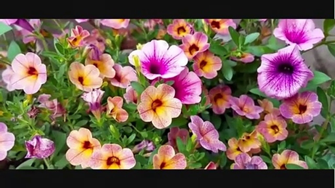 Sholawat Merdu SHOLAWAT JIBRIL - Musik I Lagu I Remix