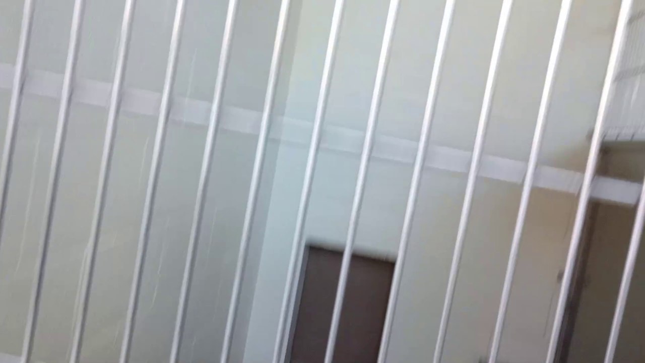 Fan Boy 2y A723951 separate & fed Bella 8y A831094 kennel 221 harrys haven PACC shelter VID_20240417_162246424