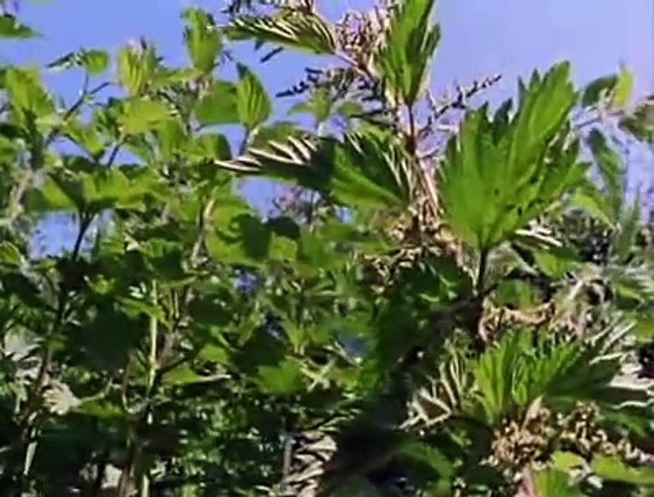 The Private Life of Plants - 02 - Growing