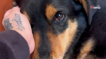 Po ośmiu latach za kratkami Fokus się poddał i już na nic nie czeka (video)