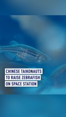Chinese Taikonauts Launch Zebrafish on Space Station 🐟