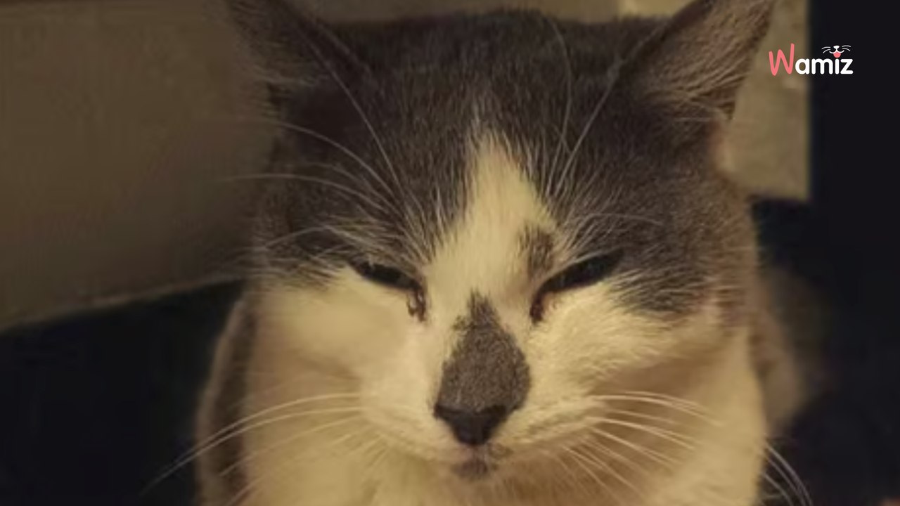 Savoie : bloqué dans un arbre à 25 mètres de haut depuis plusieurs jours, un chat mobilise tout le voisinage