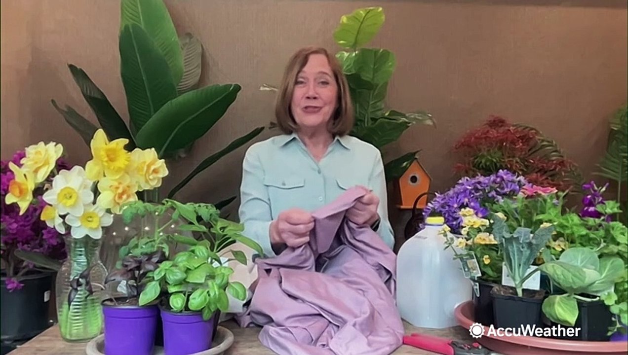 How to keep your garden safe through a spring frost or freeze