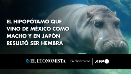 El hipopótamo que vino de México como macho y en Japón resultó ser hembra