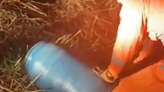 Cobra Sucuri engole galinha e acaba presa em freezer por morador assustado