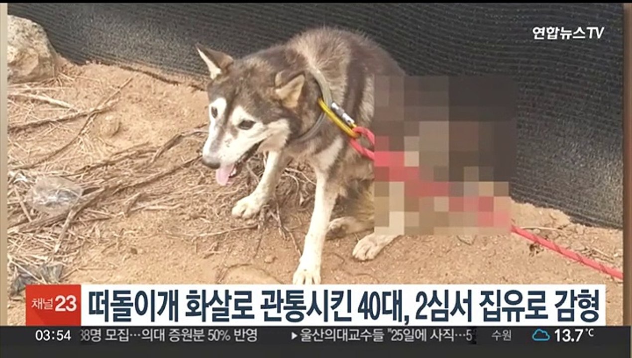 떠돌이개 화살로 관통시킨 40대, 2심서 집유로 감형