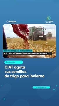 CIAT agota sus semillas de trigo para invierno