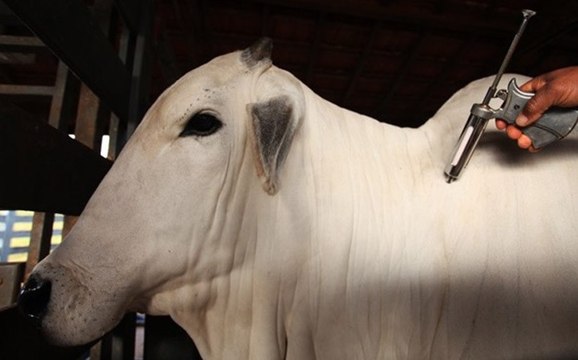 Proprietário que não vacinar animais contra aftosa será penalizado com multa e restrições na Paraíba