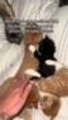 Mastiff Gently Sniffs and Licks Kittens