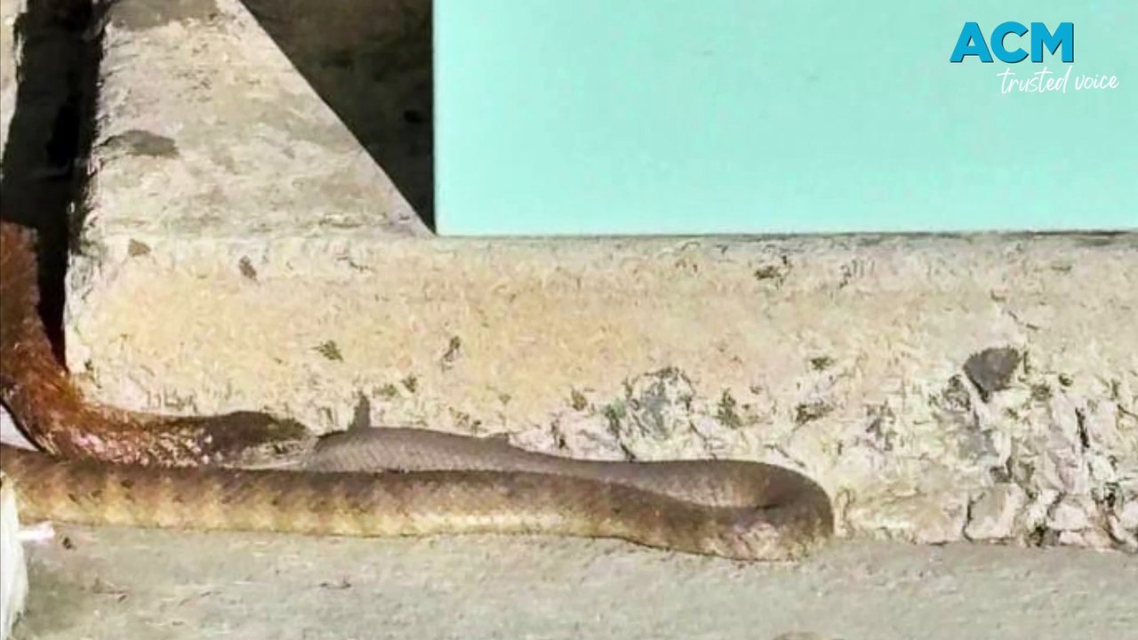 Tiger Snake in the Bathurst CBD