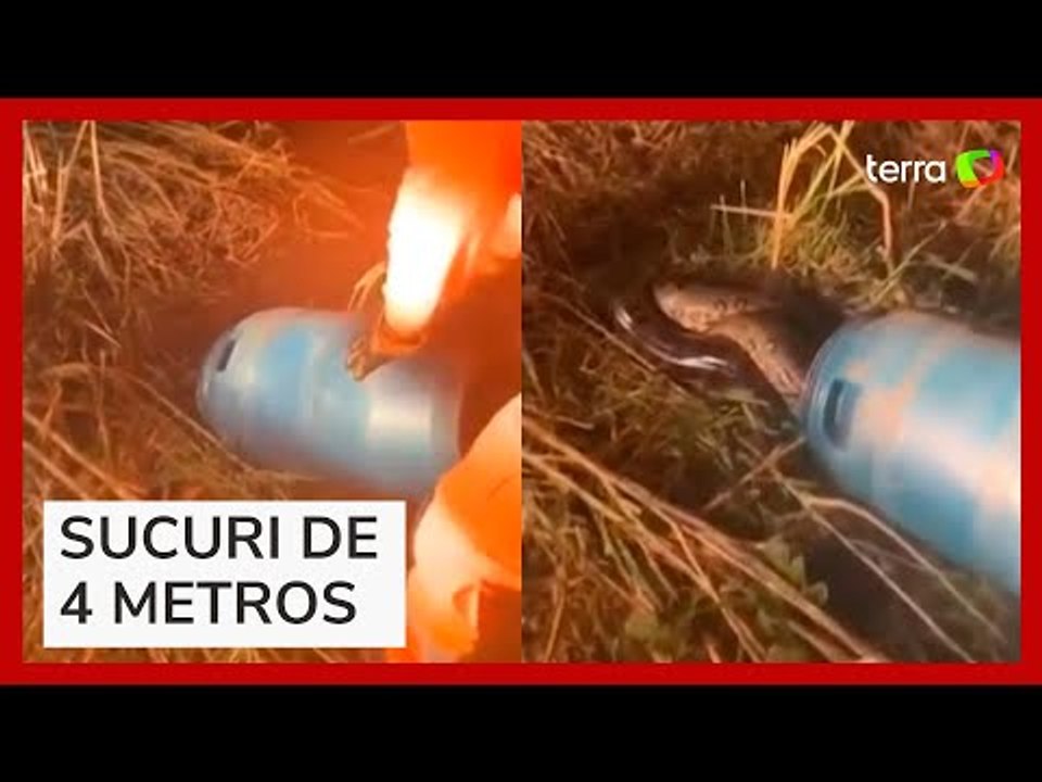 Sucuri é capturada dentro de freezer em zona rural de MG
