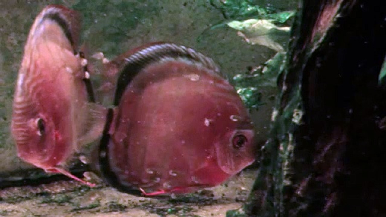 66