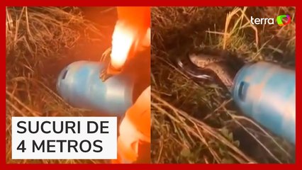 Sucuri é capturada dentro de freezer em zona rural de MG