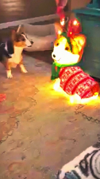 cute dogs baby