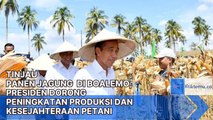 Tinjau Panen Jagung di Boalemo, Presiden Dorong Peningkatan Produksi dan Kesejahteraan Petani