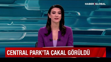 Central Park'ta bir anda görülen vahşi hayvan şaşırttı!
