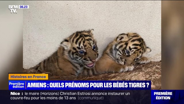 Rimba, Linga, Hutan ou Toba ? Le zoo d'Amiens appelle aux votes jusqu'à vendredi midi pour prénommer les deux bébés tigres de Sumatra, nés le 22 mars dernier