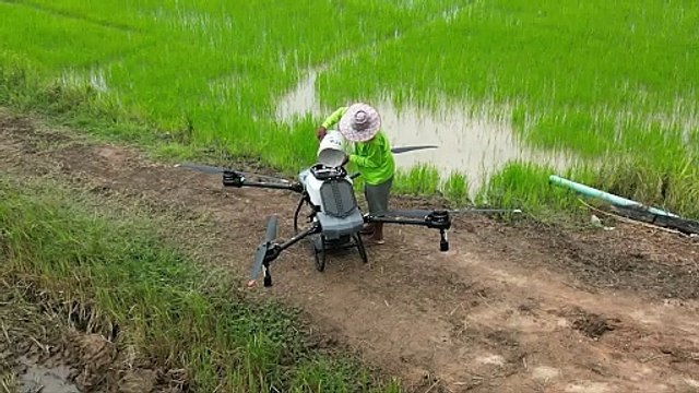 Z50P helps Thai farmers fertilize rice fields, one person can operate it easily
