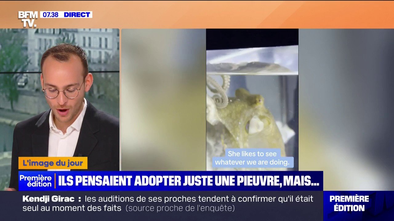 Cette famille américaine adopte une pieuvre et...